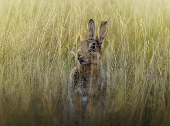 Rabbit in long grass
