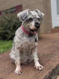 Dog looking away while sitting outdoors