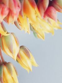 Close-up of yellow flower against white background