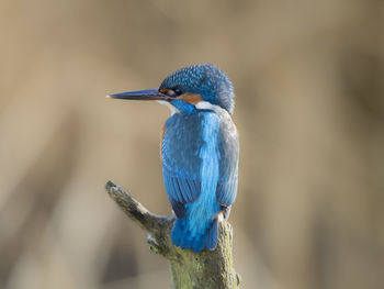 Close-up of kingfisher perching on branch