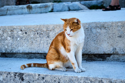 Portrait of a cat sitting on concrete wall