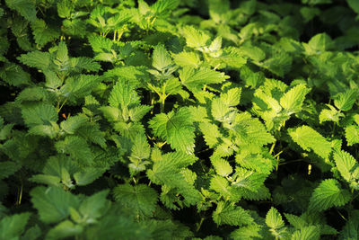 Full frame shot of fresh green leaves