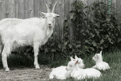 Close-up of goat