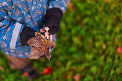 Close-up of autumn leaf on tree