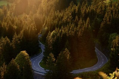 High angle view of road amidst trees in forest