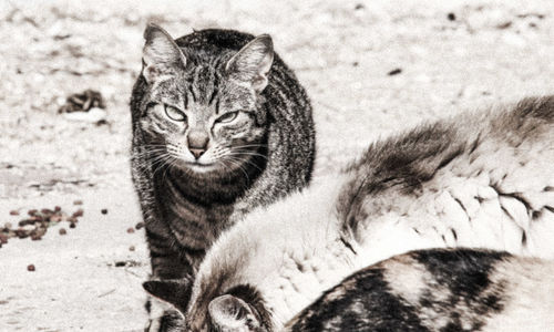 Close-up portrait of a cat