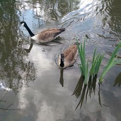 Reflection of birds in water