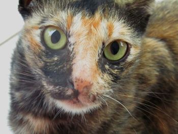 Close-up portrait of cat