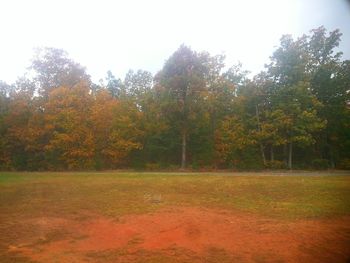 Trees in park