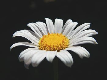 Close-up of white daisy flower