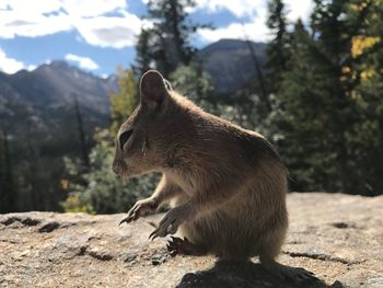 Side view of squirrel on mountain