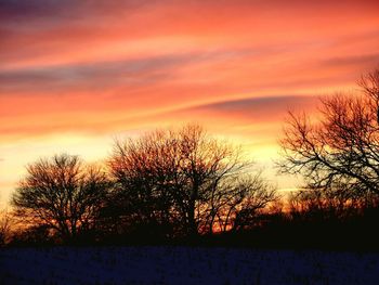 Silhouette of trees at sunset