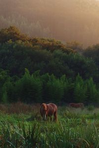 Cows grazing on field against sky