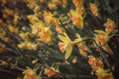 Close-up of yellow flowering plant