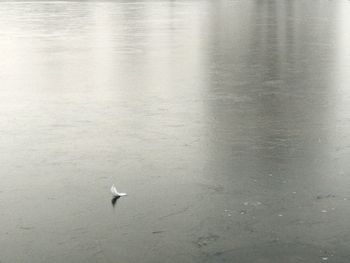 High angle view of bird flying over lake