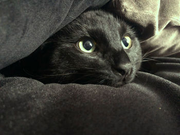 Close-up portrait of black cat