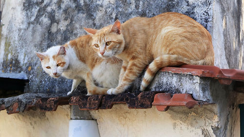 Cats watching from the roof in southern italy
