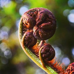 Close-up of fresh green plant