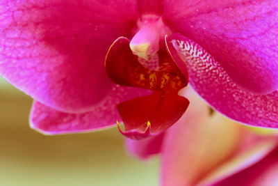 Close-up of pink orchid