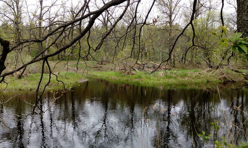 Scenic view of lake in forest