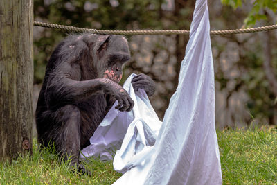 Chimpanzee holding fabric at montgomery zoo
