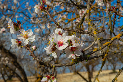 Close-up of cherry blossoms in spring