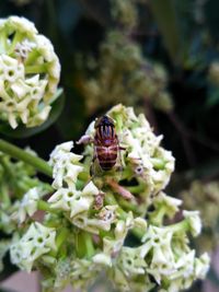 Close-up of insect on flower