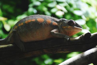 Close-up of lizard