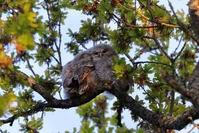 Tawny owl owlets