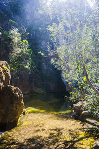 Scenic view of waterfall in forest