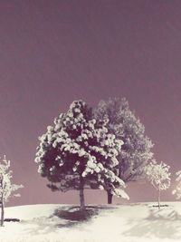 Snow covered tree on field against sky