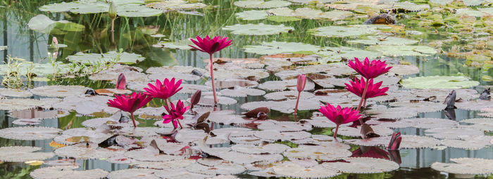 Close-up of pink lotus water lily in lake