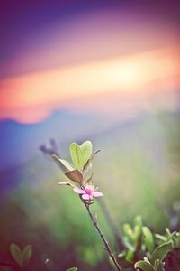 Close-up of flowers against sky