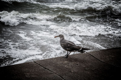 High angle view of bird in water