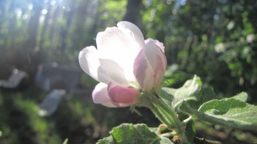 Close-up of pink flowers blooming outdoors