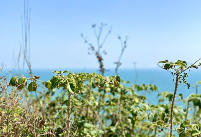 Close-up of flowering plants on field against clear sky