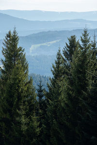 Pine trees in forest against sky