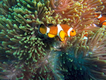Fish in sea