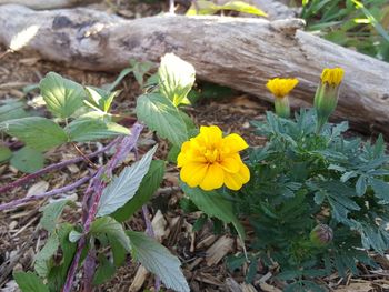 Close-up of yellow flowers blooming outdoors