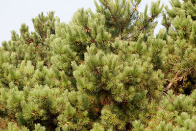 Full frame shot of succulent plants on field