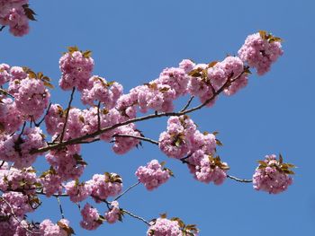 Low angle view of cherry blossoms against sky