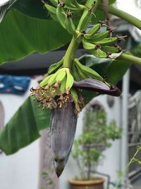 Close-up of a tree