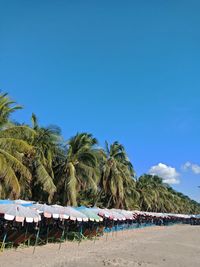 Palm trees on beach against blue sky