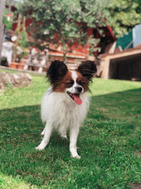 Portrait of dog on field