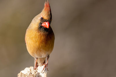 Close-up of bird perching