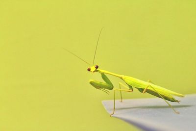 Close-up of insect on wall