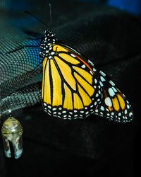 Close-up of butterfly on flower