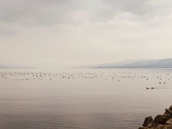 Flock of birds in sea against sky