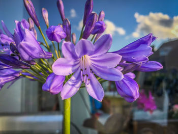 Close-up of purple crocus flowers