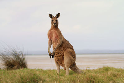 Horse standing on grass against sky